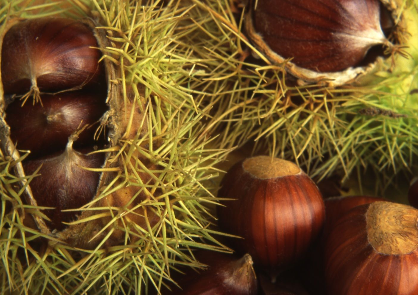 Sweet Chestnut, Spanish Chestnut Marron de Lyon