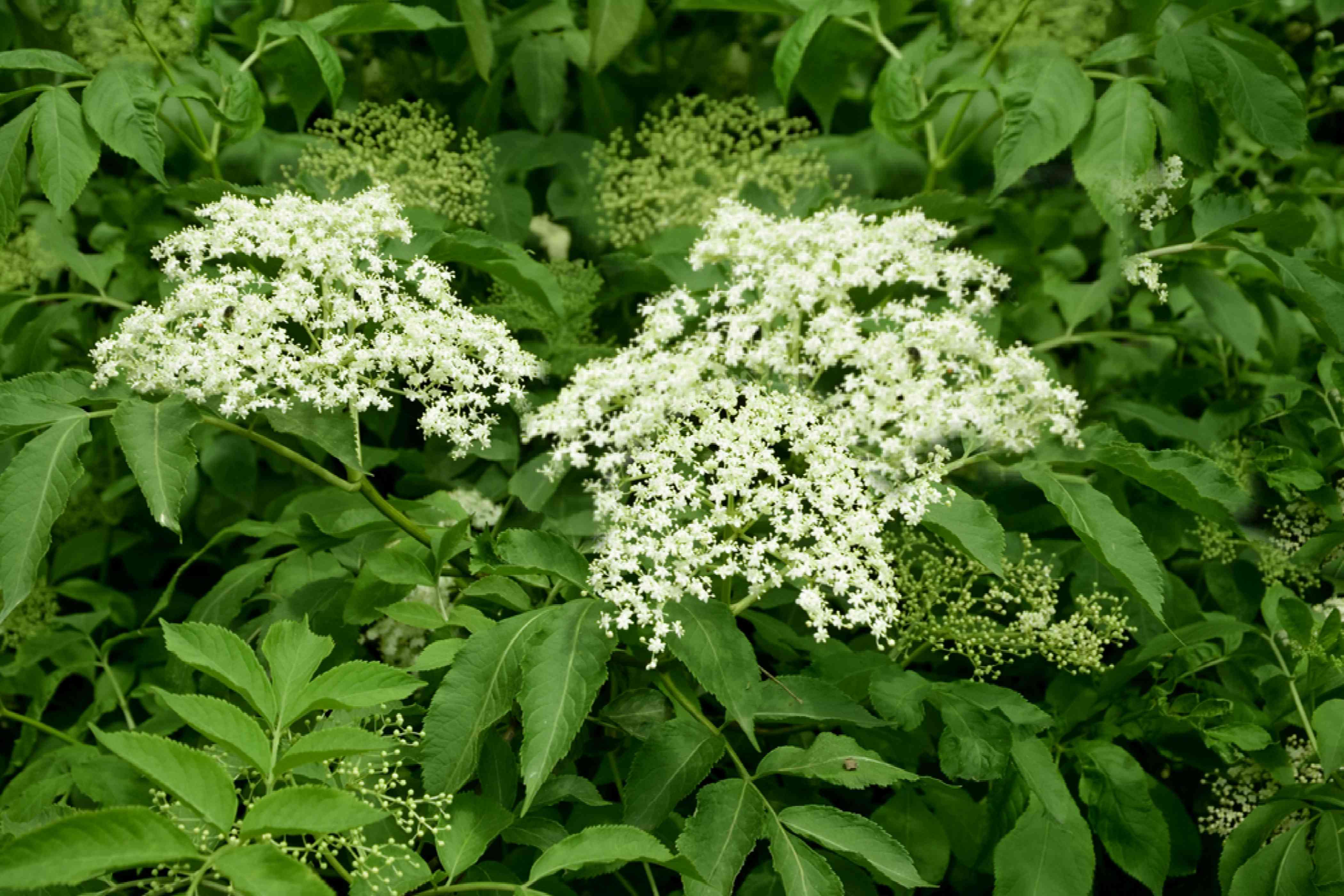 American Elder, Common Elderberry Maxima