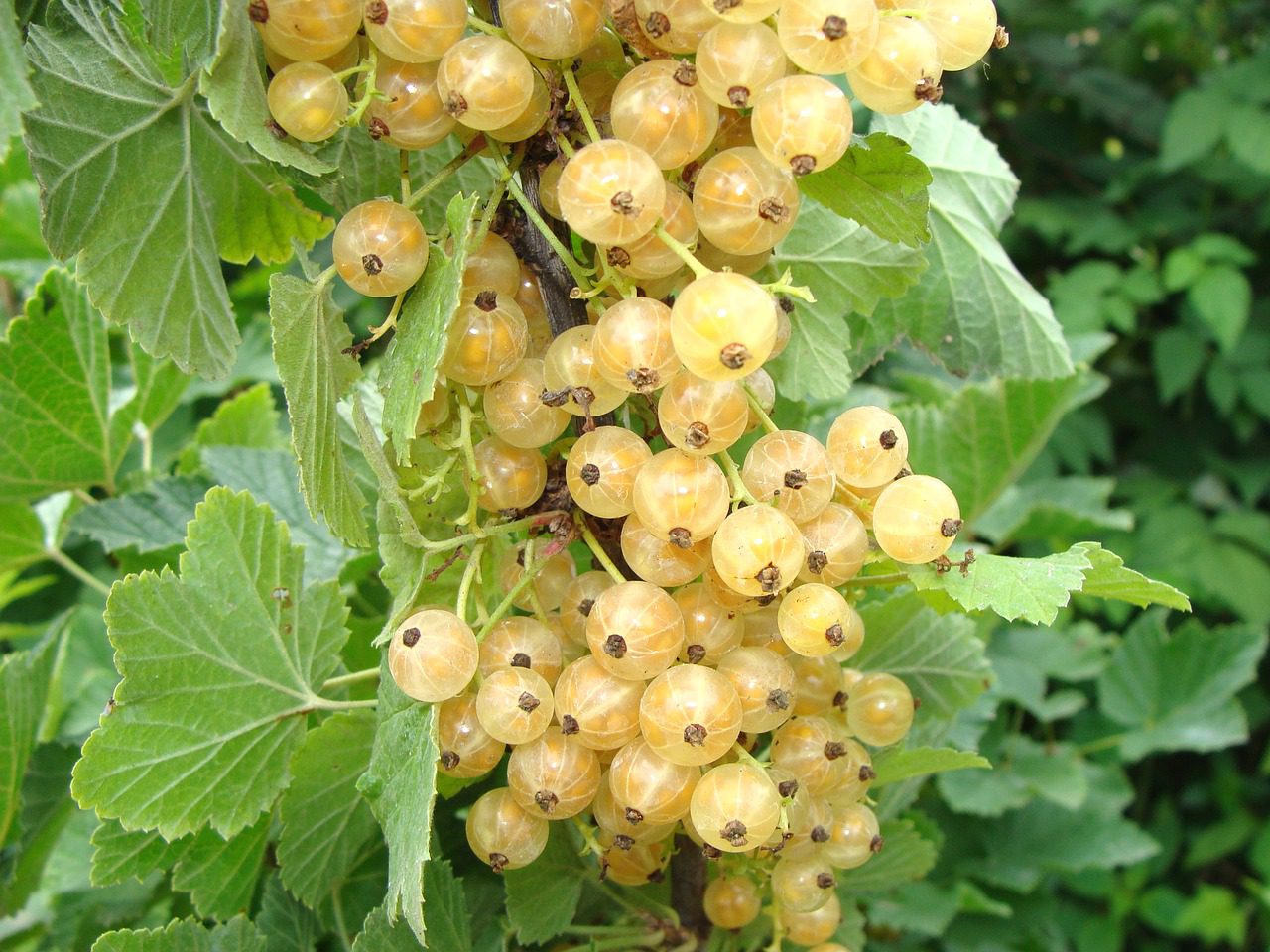 White Currant