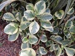 Peperomia, Baby Rubber Plant, Desert Privet, Spoonleaf Peperomia 'Golden Gate'