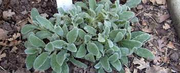 Stachys, Lambs Ear Silky Fleece