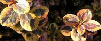 Euonymus, Wintercreeper Aureo-marginata