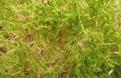 Bent Leaf Moss