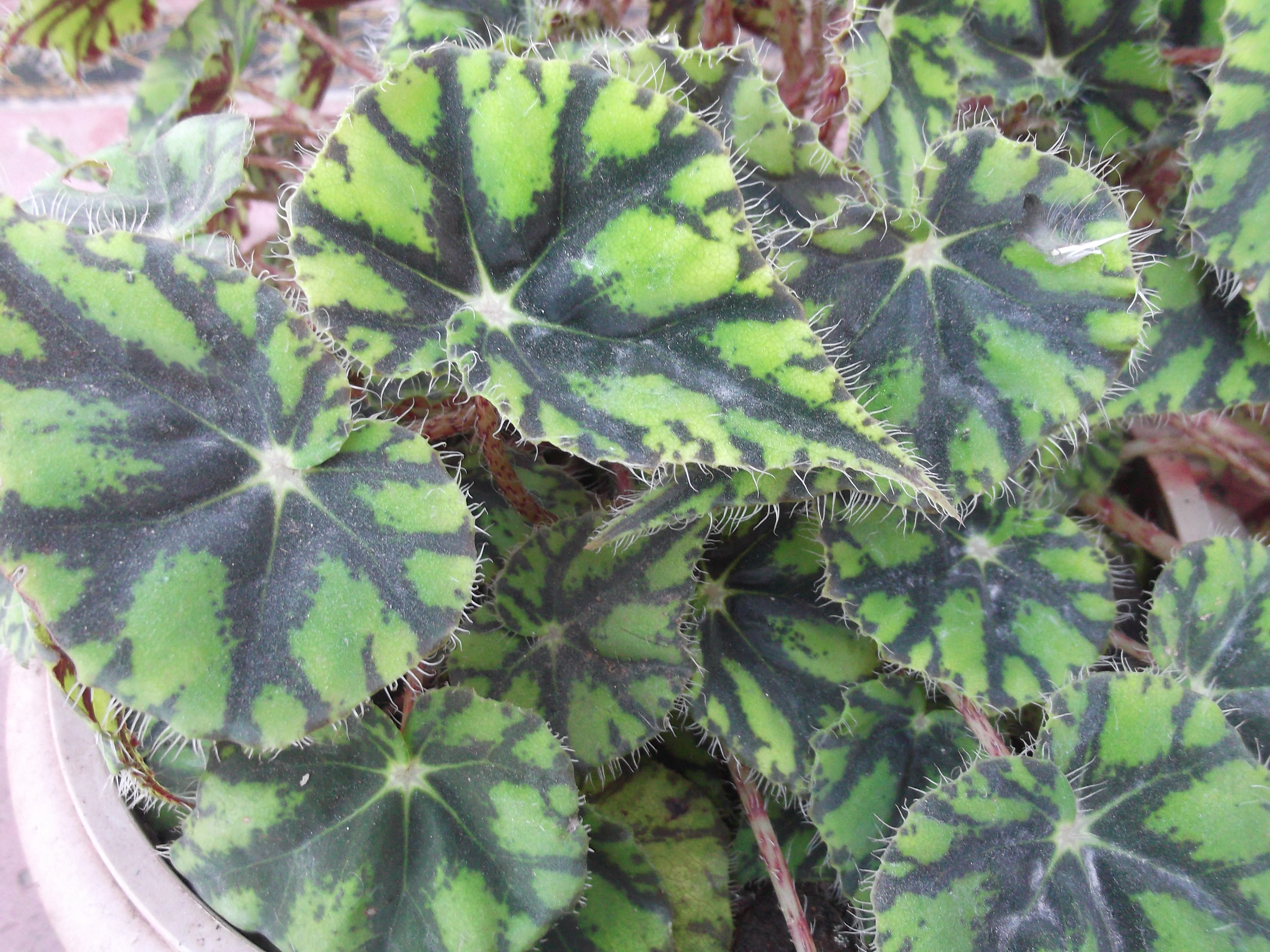 Begonia, Rhizomatous Begonia China Doll