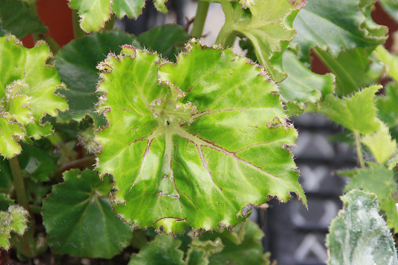 Begonia, Rhizomatous Begonia Essie Hunt
