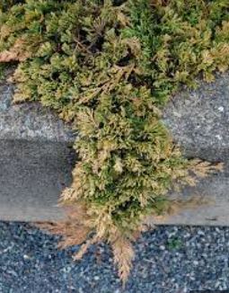 Creeping Juniper, Trailing Juniper, Creeping Cedar Mother Lode
