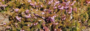 Erica, Gold Leafed Heather, Scotch Heath, Winter Heath Aurea