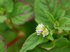 Persicaria Species, Nepal Knotweed, Nepal Smartweed