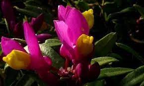 Polygaloides Species, Shrubby Milkwort Kaminski