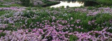 Oenothera, Showy Evening Primrose, Showy Pink Primrose Twilight