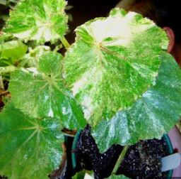 Begonia, Rhizomatous Begonia Glennis Crouch