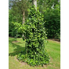 Persian Ivy 'Batami'