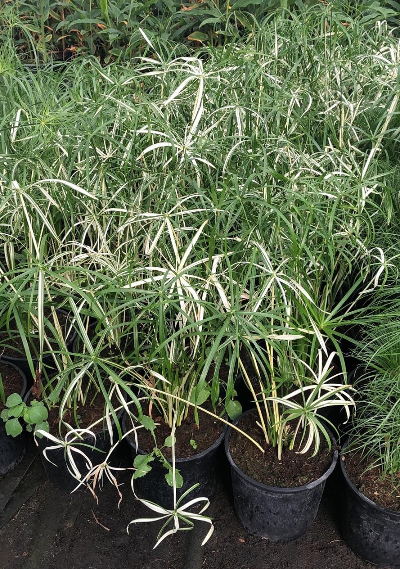 Dwarf Striped Umbrella Plant, Dwarf Papyrus Variegatus