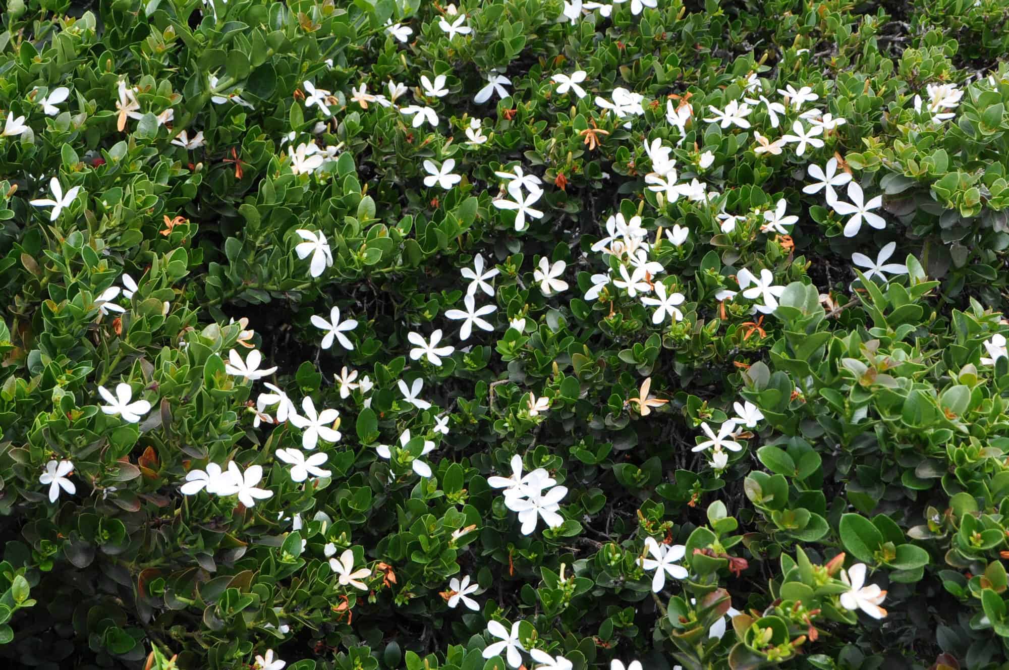 Natal Plum Green Carpet