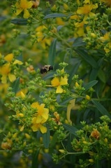 Hypericum, Buckley's St. John's Wort, St. Johnswort 'Appalachian Sun'