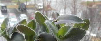 Tradescantia, Purple Heart, Purple Queen, Wandering Jew Pale Puma