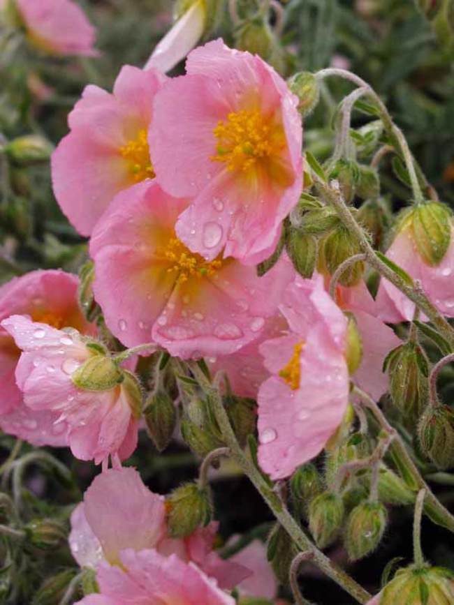 Helianthemum, Common Rock Rose, Sun Rose Wisley Pink