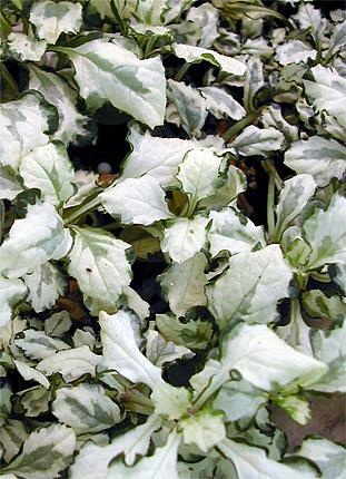Ajuga, Bugle, Bugleweed, Carpet Bugle Arctic Fox