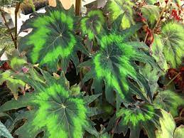 Begonia, Rhizomatous Begonia Ricky Loving