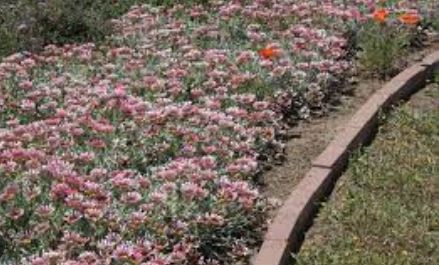 Gazania, Treasure Flower Pink Trailing