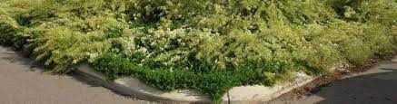Pronged Grevillea