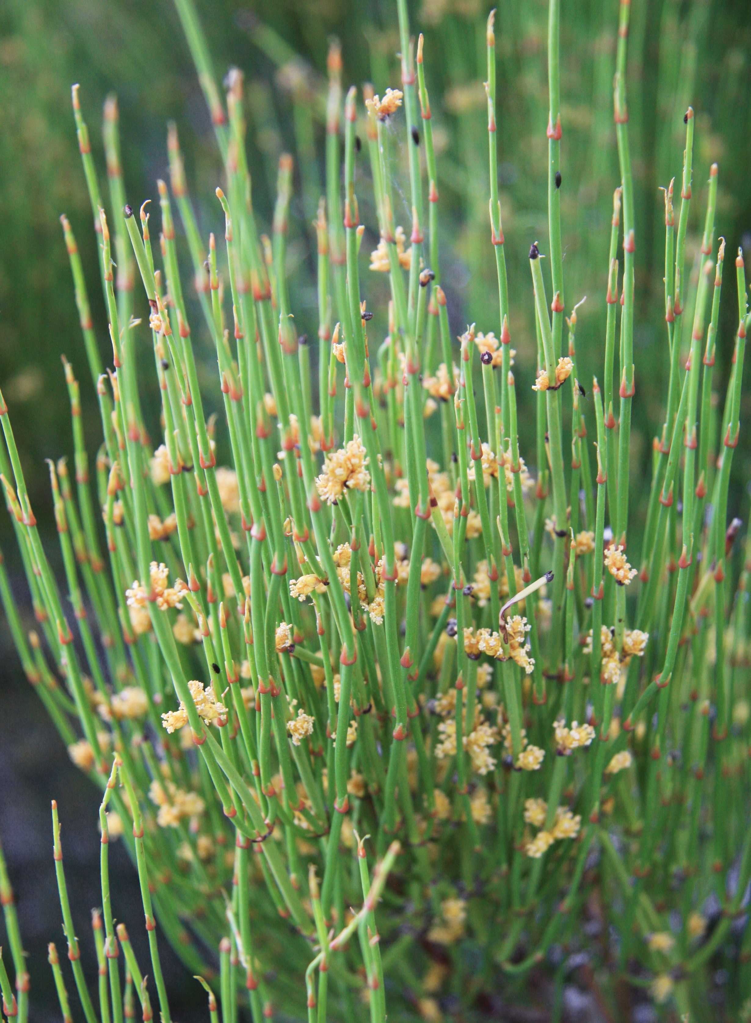 Ephedra