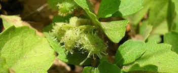 Acanthospermum Species, Paraguay Bur, Paraguayan Starburr, Sheepbur, Spiny-Bur