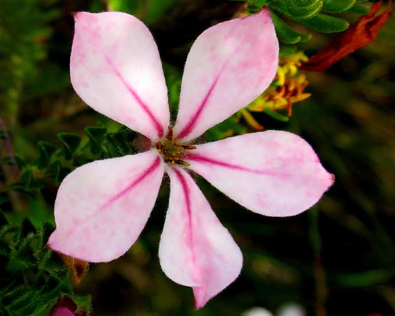 Acmadenia Species, Pagoda flower