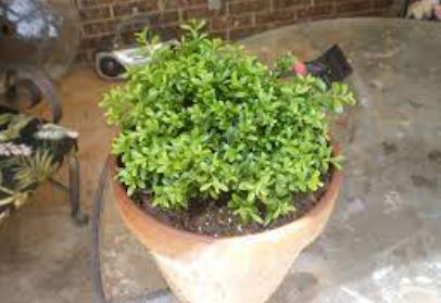 Buxus, Littleleaf Boxwood, Japanese Boxwood Grace Hendrick Phillips
