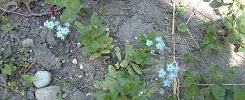 Myosotis Species, Bay Forget-Me-Not
