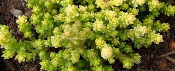 Sedum, Yellow Moss Sedum Yellow Queen