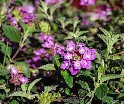 Lantana Trailing Purple Trailing Purple