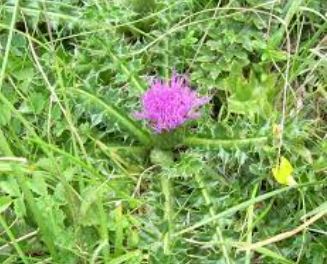 Cirsium Species, Dwarf Thistle, European Stemless Thistle