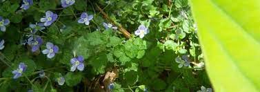 Veronica Species, Birds Eye, Creeping Speedwell