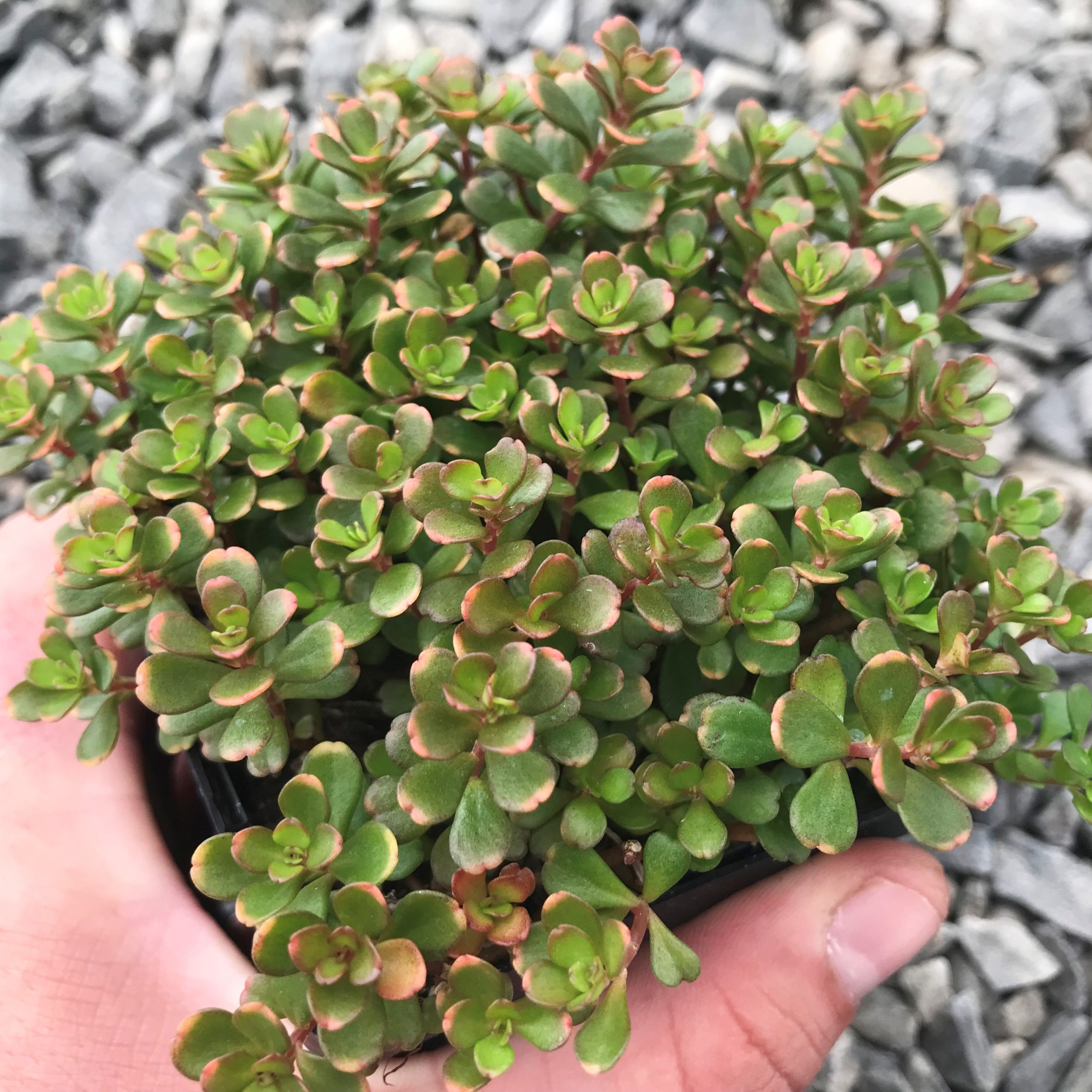 Sedum, Japanese Sedum, Stonecrop Salsa Verde