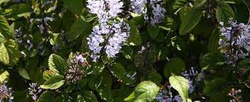 Plectranthus Species, Zulu Spurflower