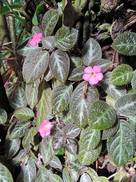 Episcia Species, Flame Violet