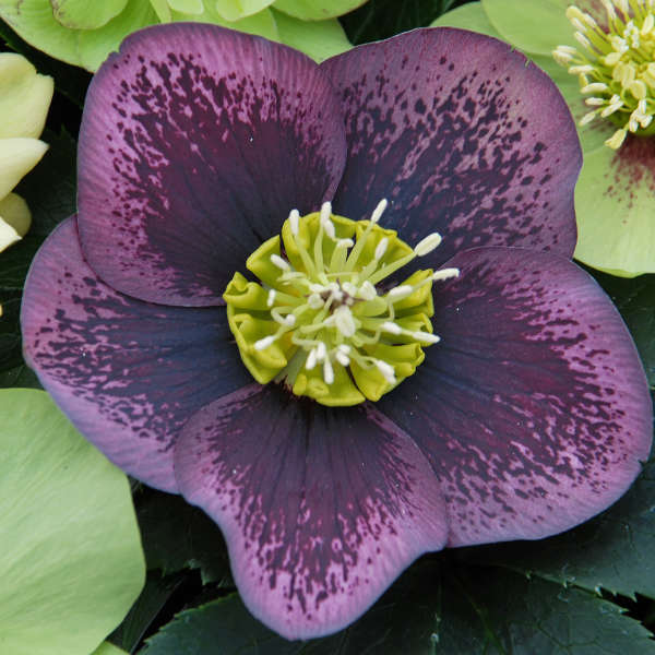 Hellebore, Lenten Rose Grape Galaxy
