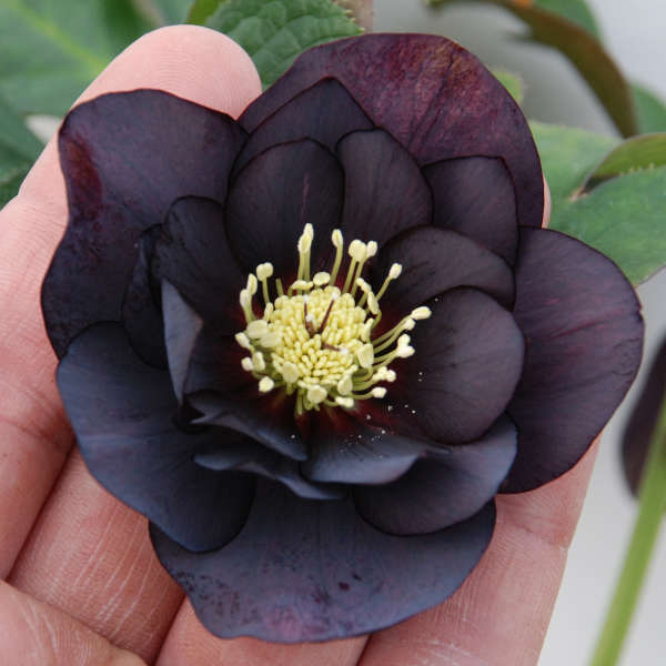 Hellebore, Lenten Rose Midnight Ruffles