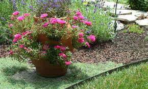 Moss Rose, Rose Moss Tequila Cherry