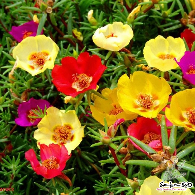 Moss Rose, Rose Moss, Sun Plant Single Mix