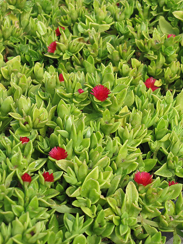 Heartleaf Iceplant