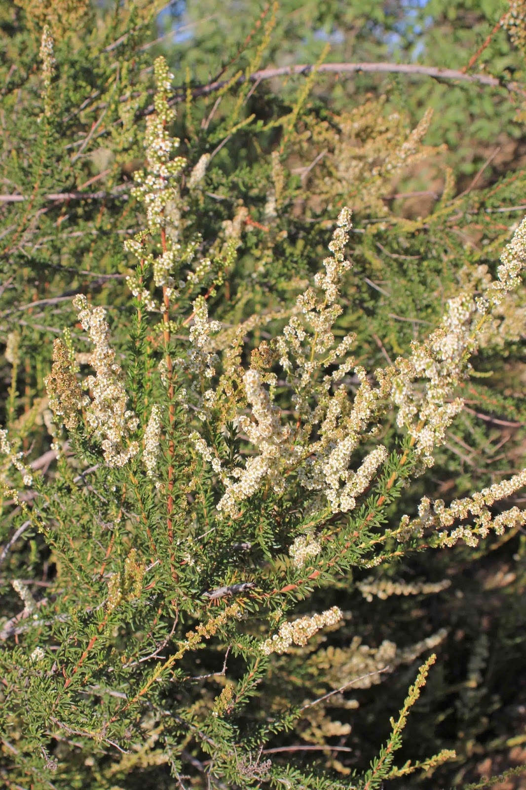 Chamise, Greasewood