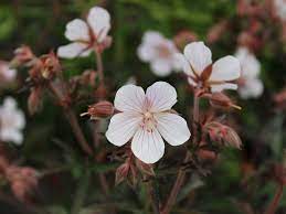 Geranium, Cranesbill, Hardy Geranium Midnight Clouds
