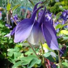 Aquilegia, Hybrid Columbine Spring Magic Navy and White