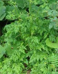 Wild Celery,Korean Pig Plant