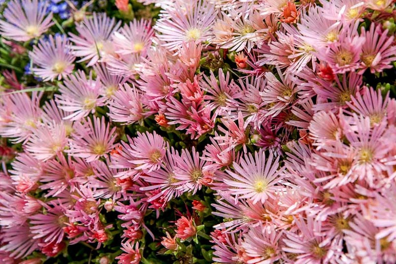 Delosperma, Ice Plant Kelaidis