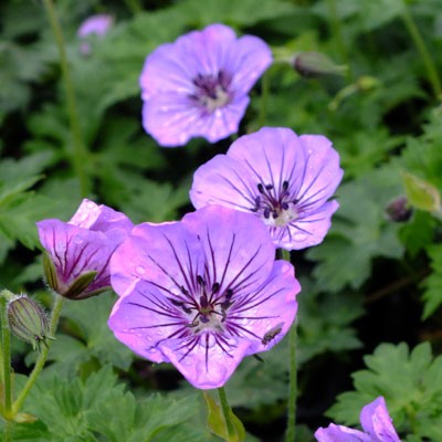Geranium, Cranesbill, Hardy Geranium Havana Blues