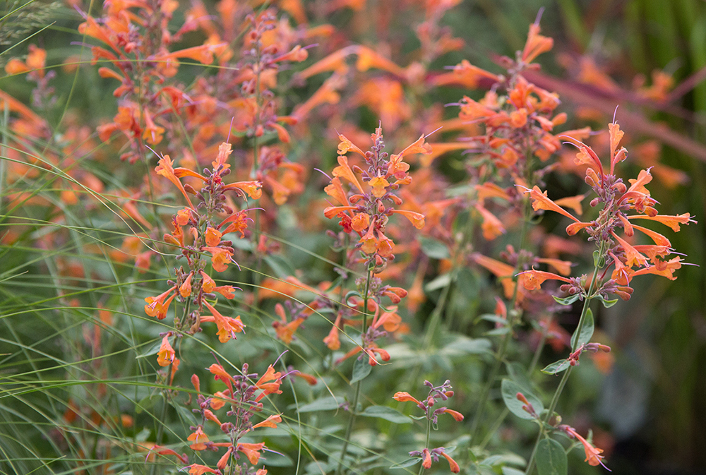 Agastache, Anise-Hyssop, Hummingbird Mint Tango