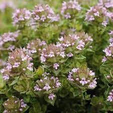 Thyme Rose Scented